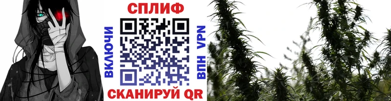 Шишки марихуана планчик  магазин  наркотиков  Сурск 